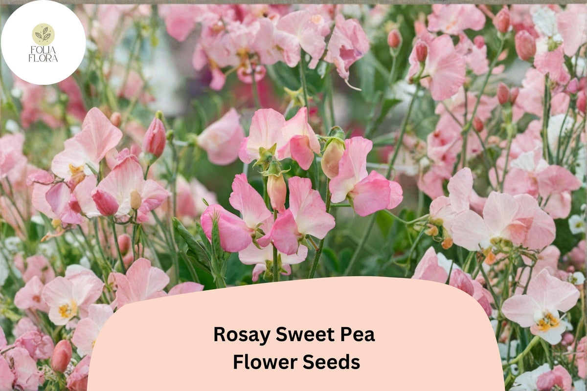 Rosay Sweet Pea Seeds - 50+ Soft Pink Blooms (Lathyrus odoratus) - Annual Climbing Vine for Garden Planting