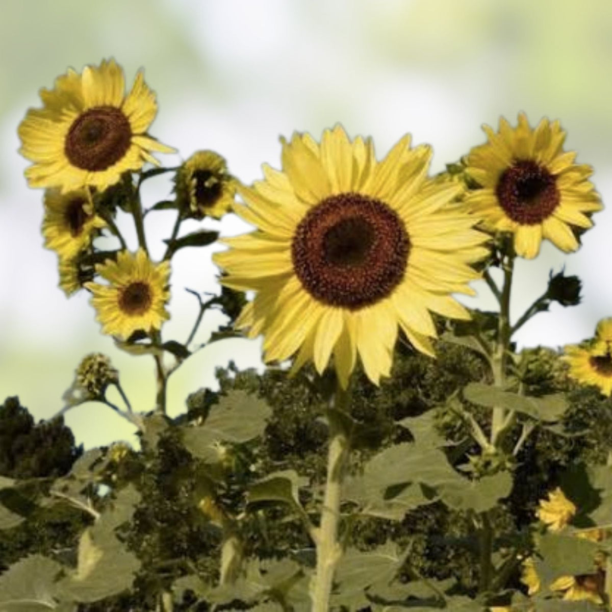 Lemon Queen Sunflower Seeds 50+ Pack | Bright Yellow Helianthus annuus | Live Plant, Starter, Cutting, Bare Root