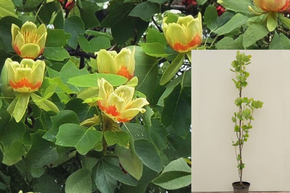 1 Live Tulip Tree – 6" Tall in 4" Pot – Liriodendron tulipifera