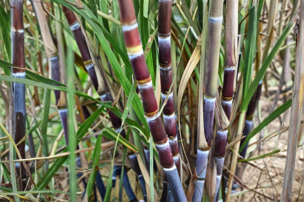 Sugarcane 2 Cuttings – 2 Nodes Each – Saccharum Live Plant