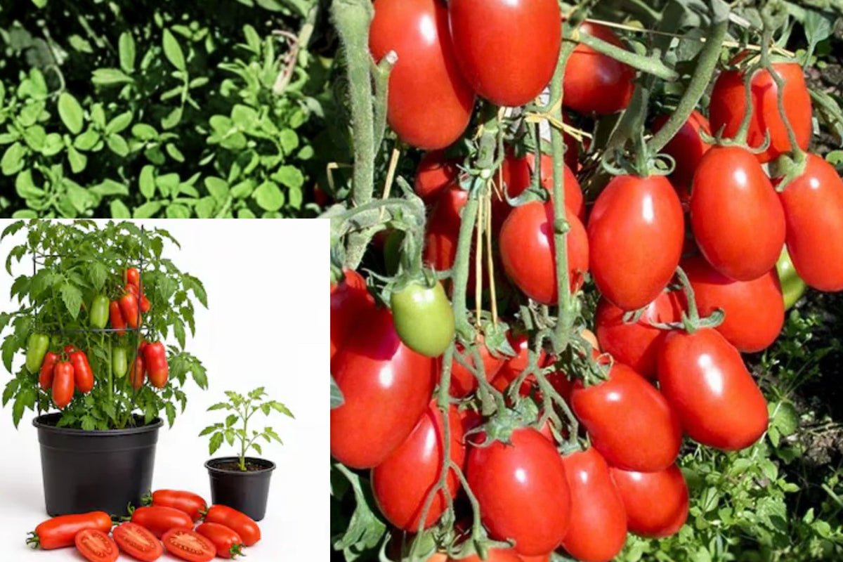 San Marzano Tomato 2 Live Plants – 6–8" Tall in 4" Pot – Solanum lycopersicum