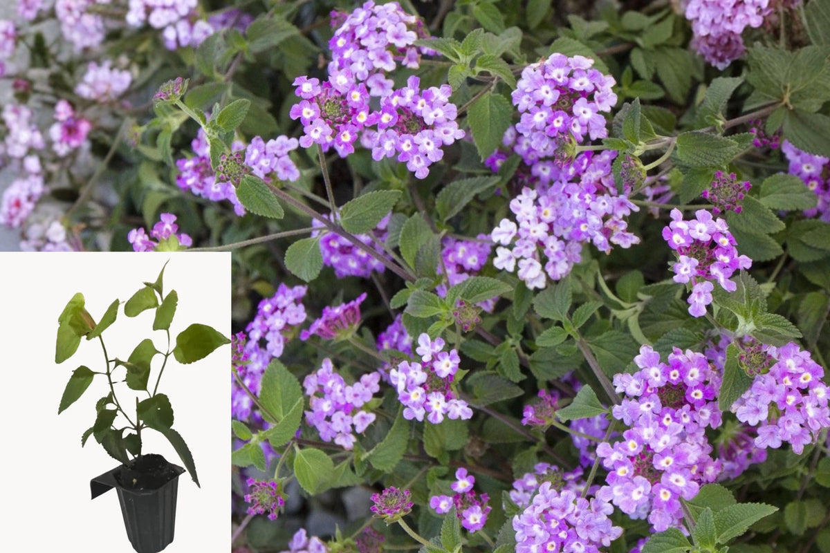 Trailing Lantana Live Plant Plug – Lantana montevidensis
