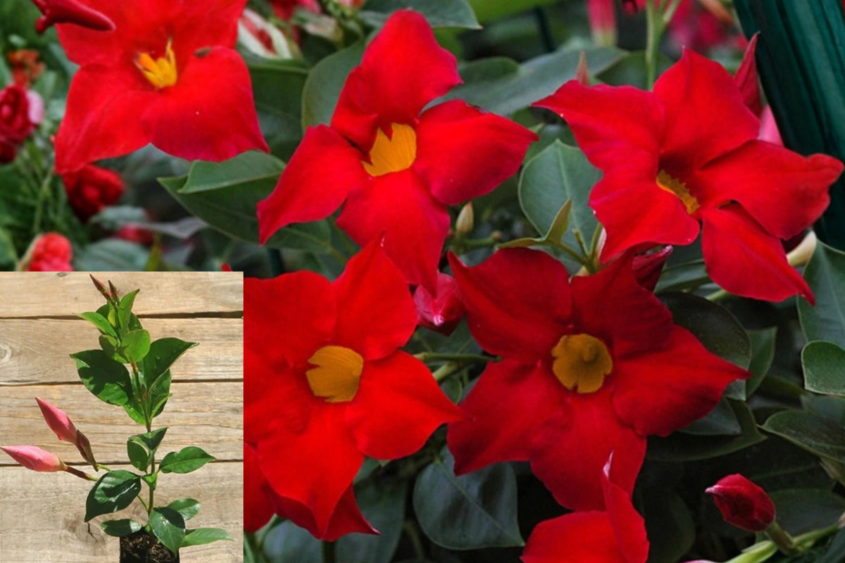 Red Mandevilla Live Plant – 4–10 Inch Starter Vine – Mandevilla
