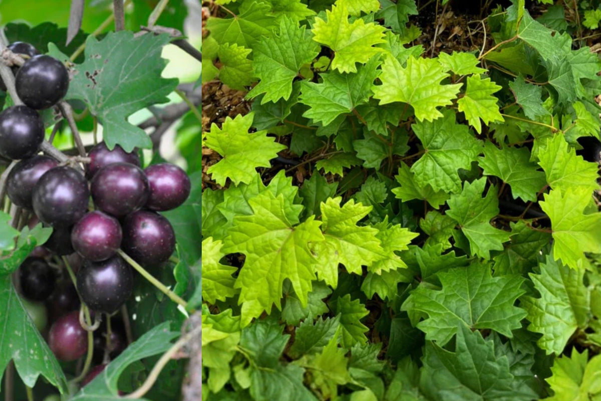 Southern Home Grape 1 Live Starter Plant – 4–6" – Vitis Hybrid