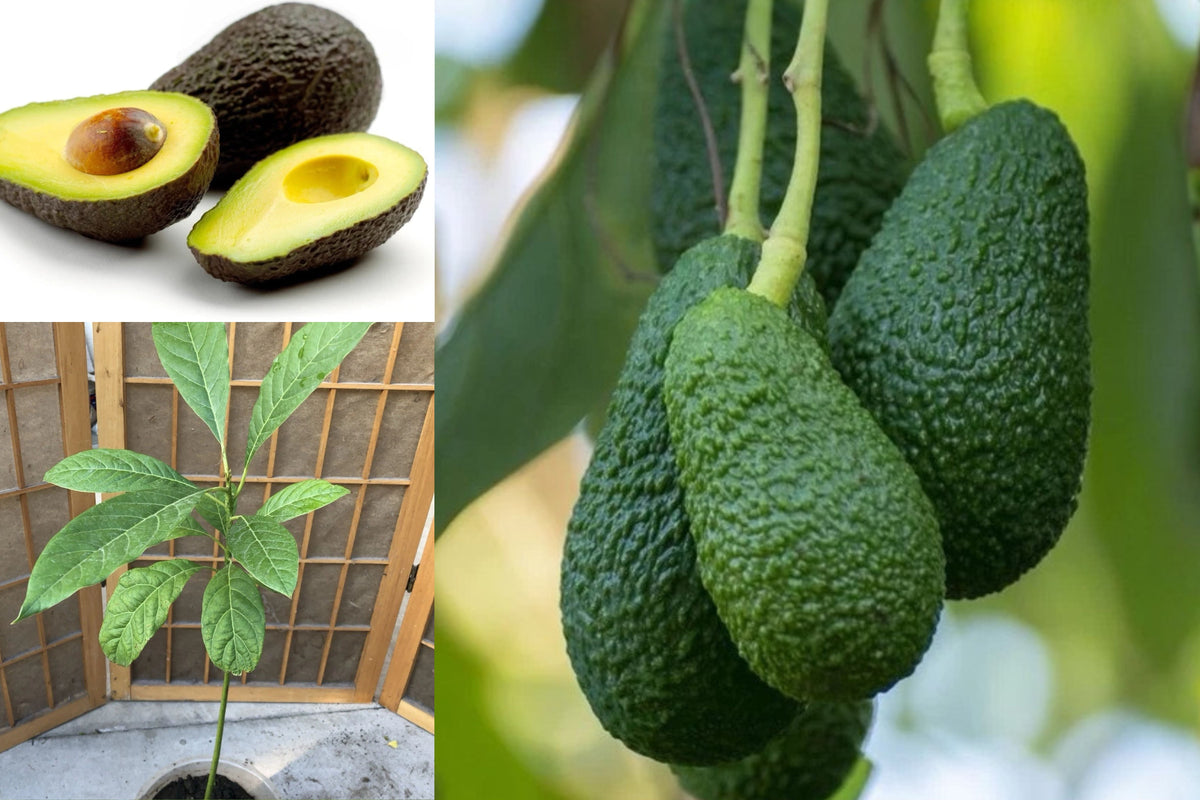 Avocado Tree 20" Live Starter Plant – Persea – Trimmed, No Pot