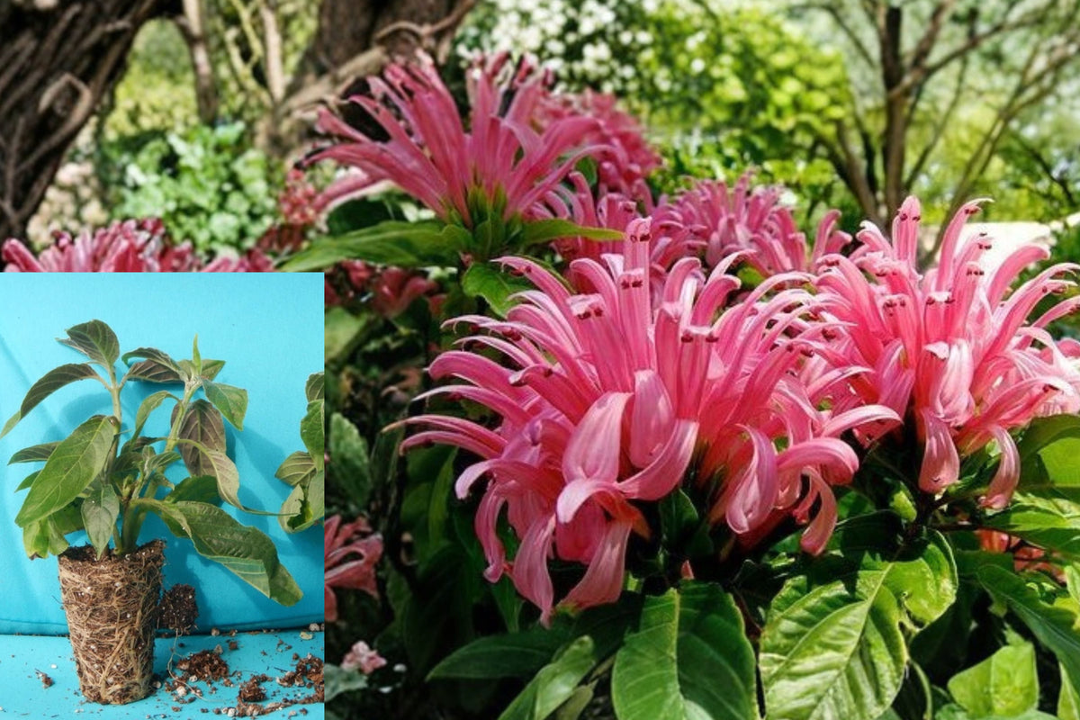 Pink Flamingo Brazilian Plume Live Starter Plant – Justicia carnea