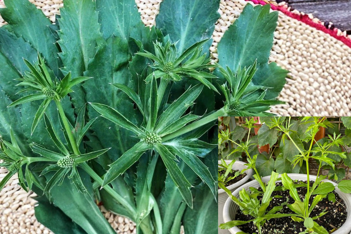 Culantro Live Plant 1 Plant – 4" Tall – 4" Pot – Eryngium foetidum