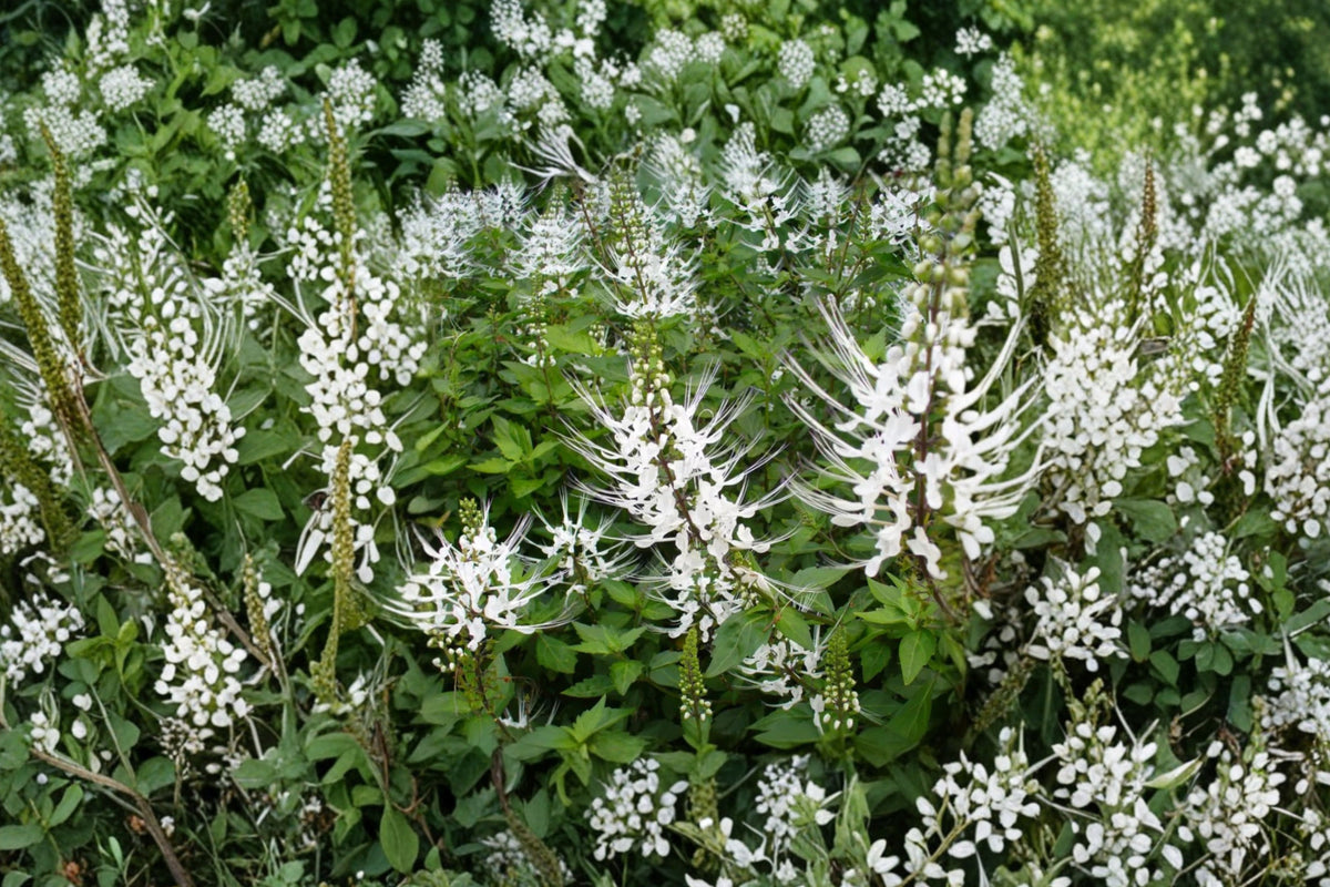 White Cat Whiskers 2 Live Plants – 4–6" – Orthosiphon aristatus