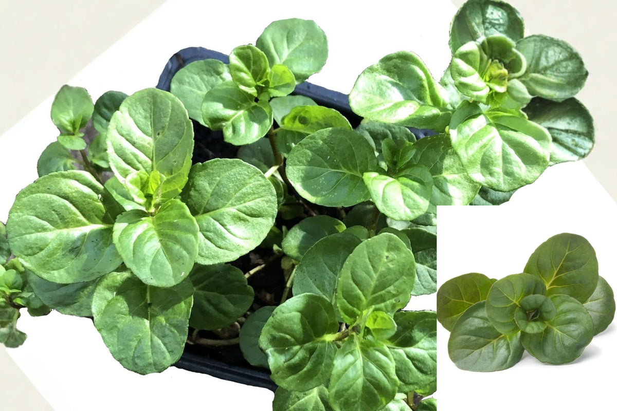 Orange Mint Live Plant – 1 Plant in 2.5" Pot – Mentha × piperita