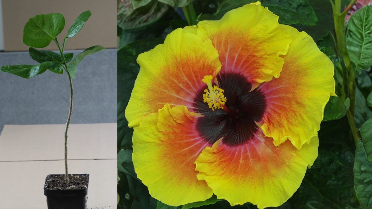Tahitian Solar Fire Tropical Hibiscus Live Plant – 4.5 Inch Pot