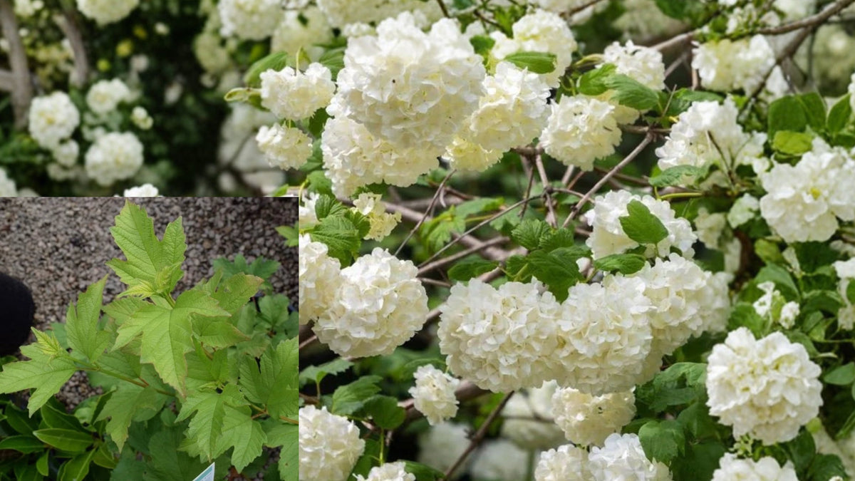 Chinese Snowball Viburnum Live Plant 3.5 in Pot – Viburnum macrocephalum f. keteleeri