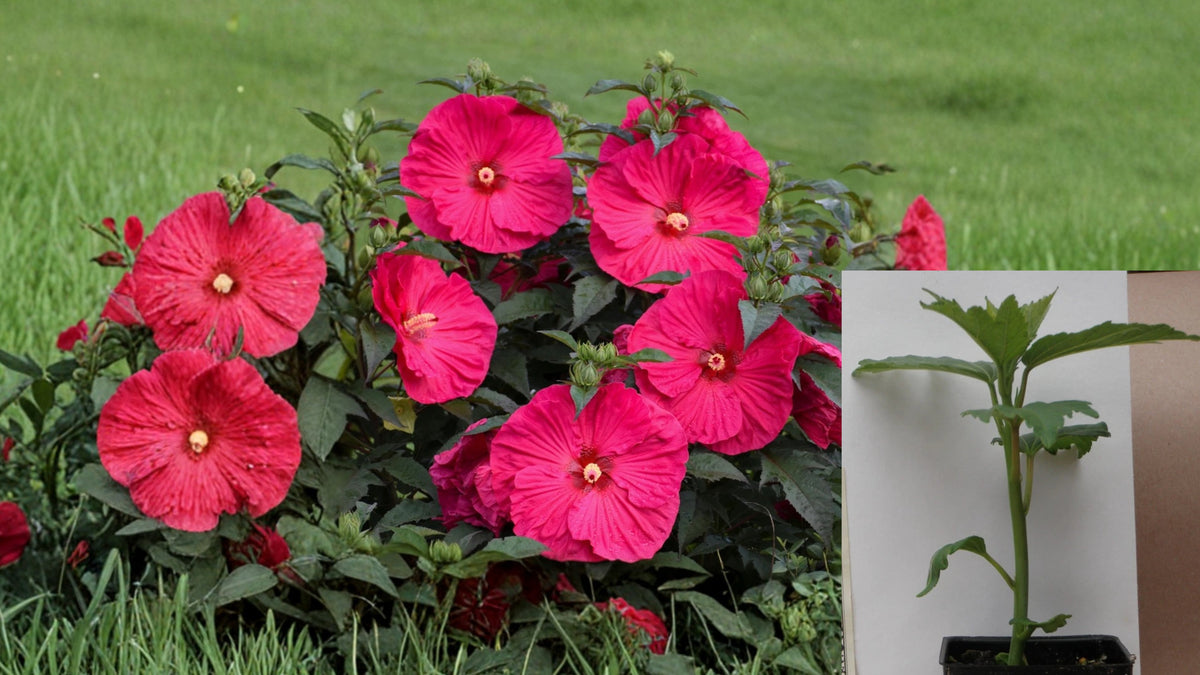 Summer in Paradise Hardy Hibiscus Live Plant – 2.5 Inch Pot