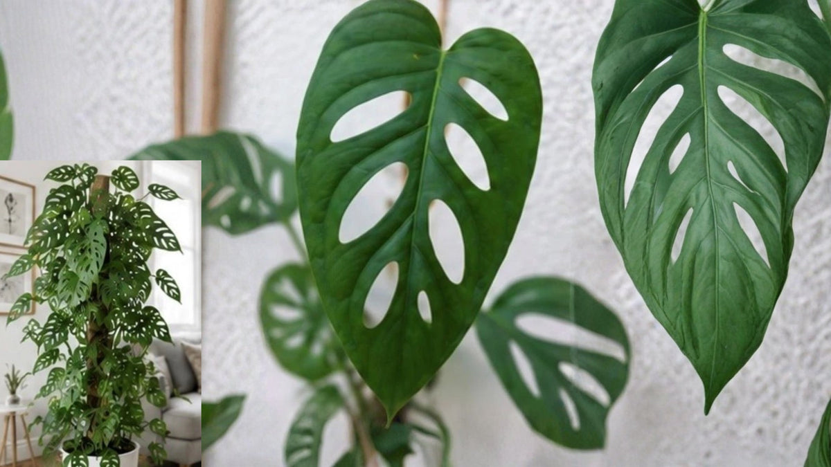 Swiss Cheese Plant Live – 12 Inch Tall – 4" Pot – Monstera adansonii