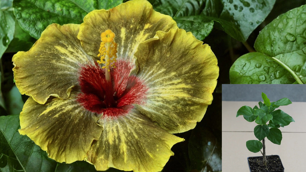 Moorea Drama Tropical Hibiscus Live Plant – 4.5 Inch Pot