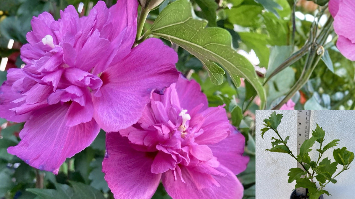 Double Magenta Rose of Sharon Live Plant – Hibiscus syriacus