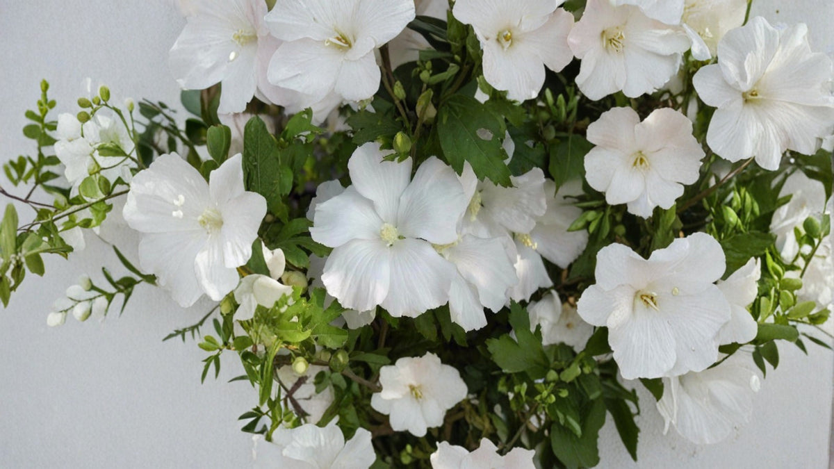 Diana White Hibiscus Althea Live Plant – 1 Quart – Hibiscus syriacus