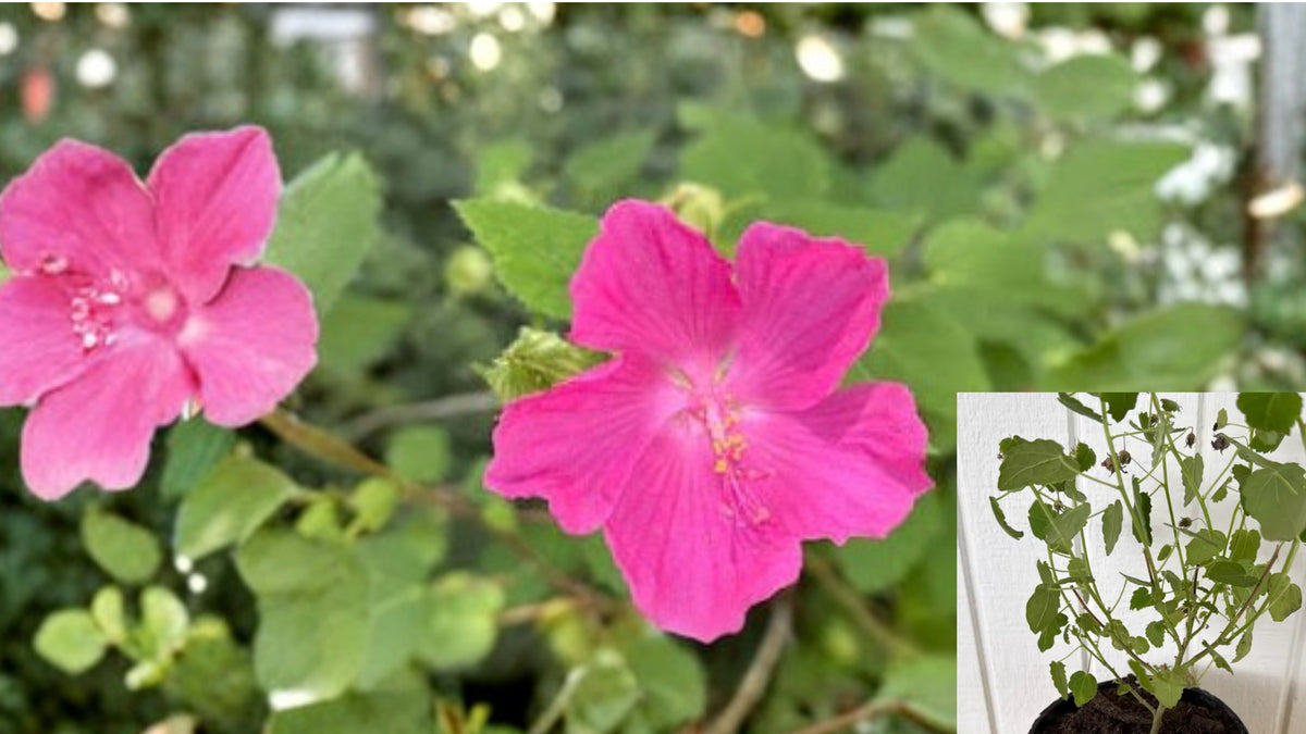 Sunset Horizon™ Shrub Rose Live Plant – 1 QT – Rosa ‘Meisistoma’