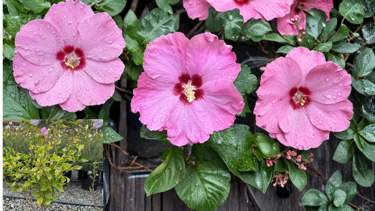 2 Aphrodite Rose of Sharon Bare Root Plants – Hibiscus syriacus