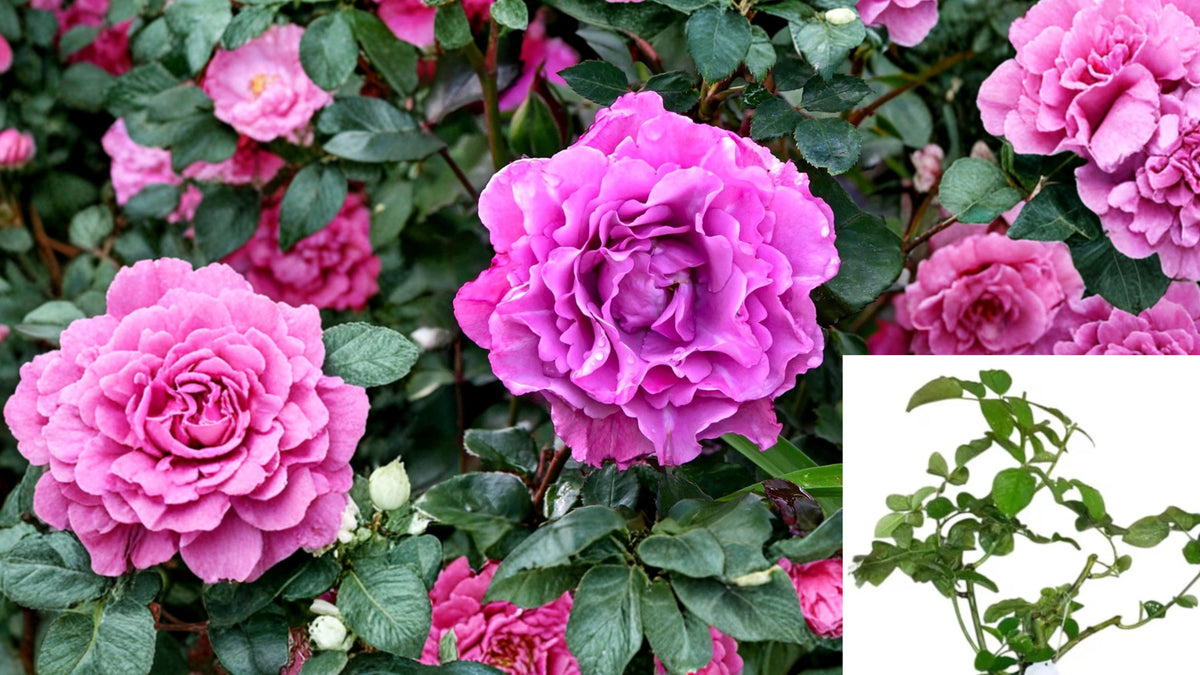 Angel Face Floribunda Rose Live Plant – 4–6 Inch Starter – No Pot