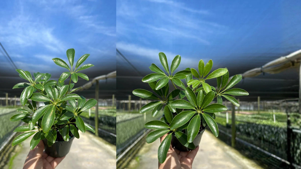 Dwarf Umbrella Tree 1 Live Plant – 4 Inch Pot – Schefflera arboricola