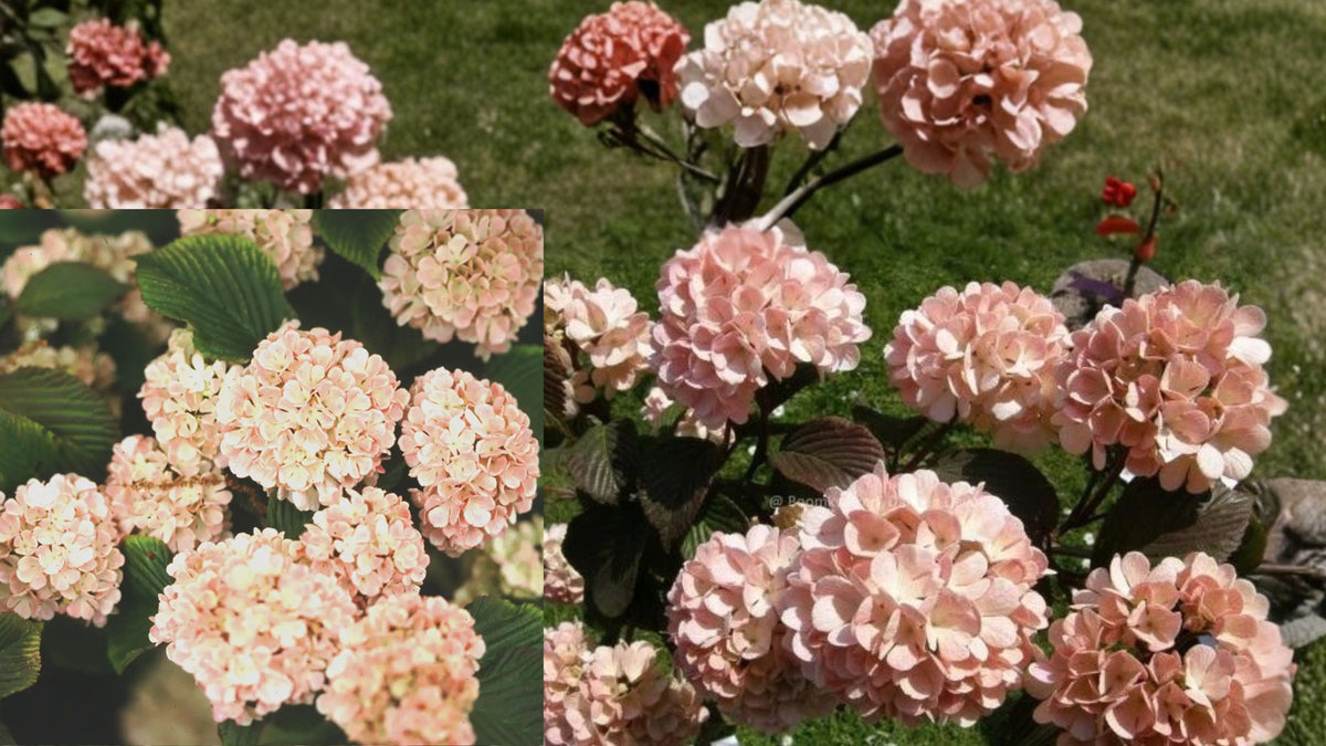 Mary Milton Viburnum Live Plant – 1 Plant – 3.5" Pot – Pink Flowers