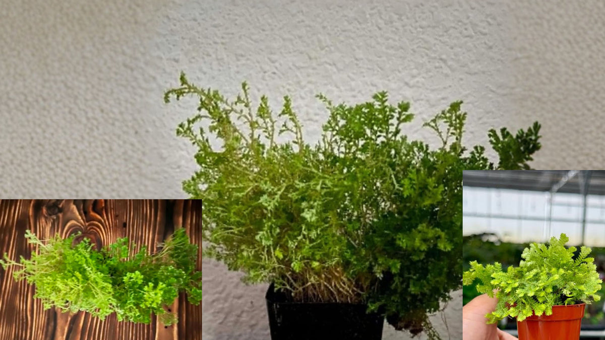 Selaginella emmeliana Spikemoss Live Terrarium Plant – 2" Pot