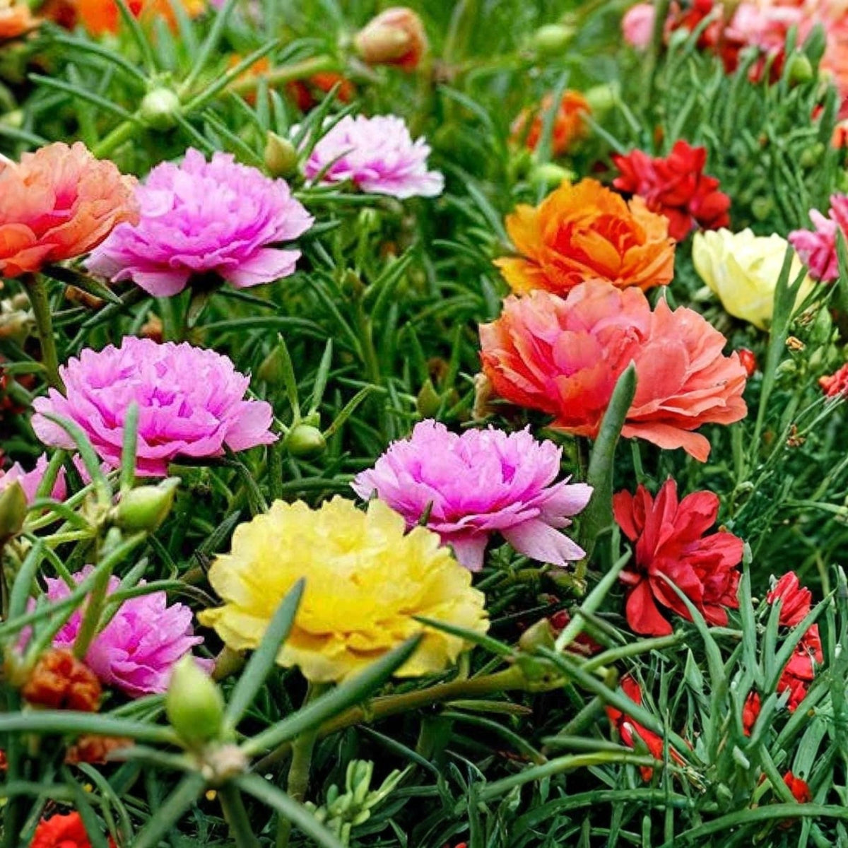 Live Plant Basket - Large Portulaca grandiflora, Colorful Moss Rose Succulent Ground Cover, Drought-Tolerant Annual