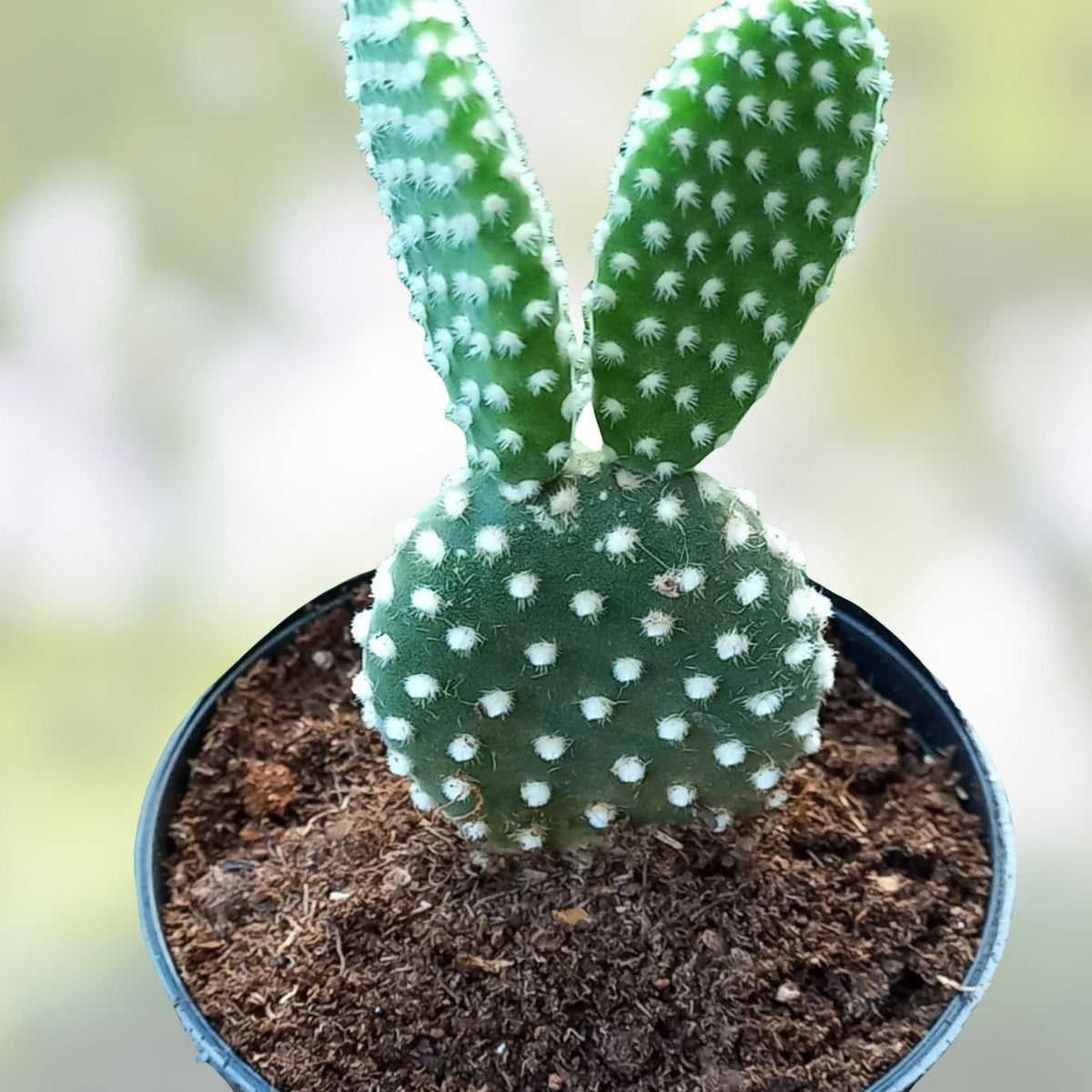 Bunny Ears Cactus Plant - 2 Five Inch Growth Pads - Opuntia Microdasys Indoor Outdoor Succulent