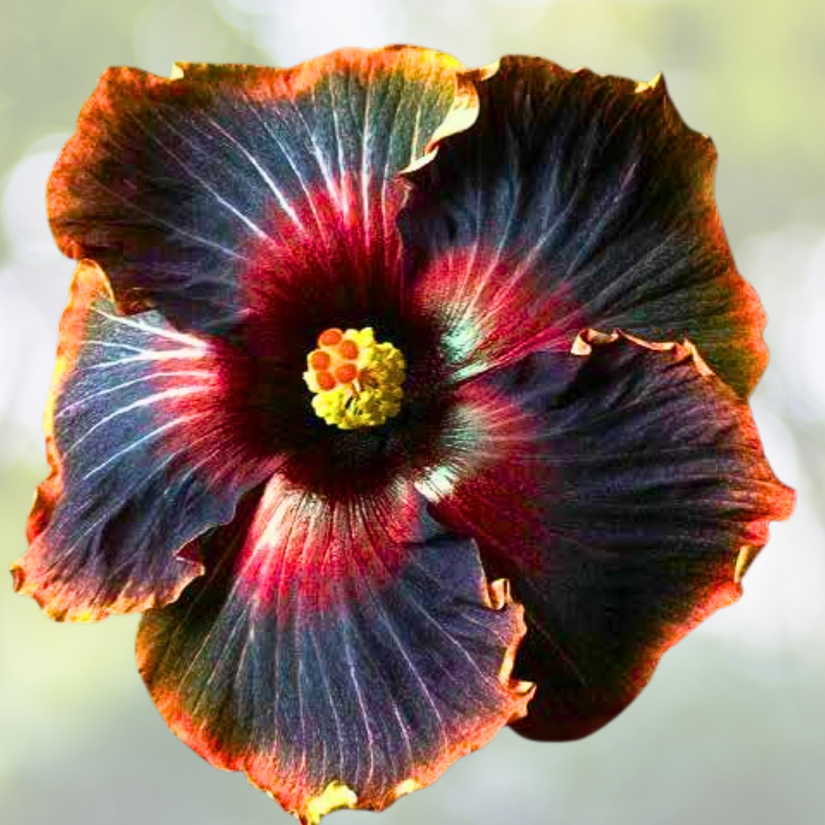 Rare Hibiscus Seeds - 30pcs Non-GMO Heirloom Variety for Garden - Hibiscus rosa-sinensis