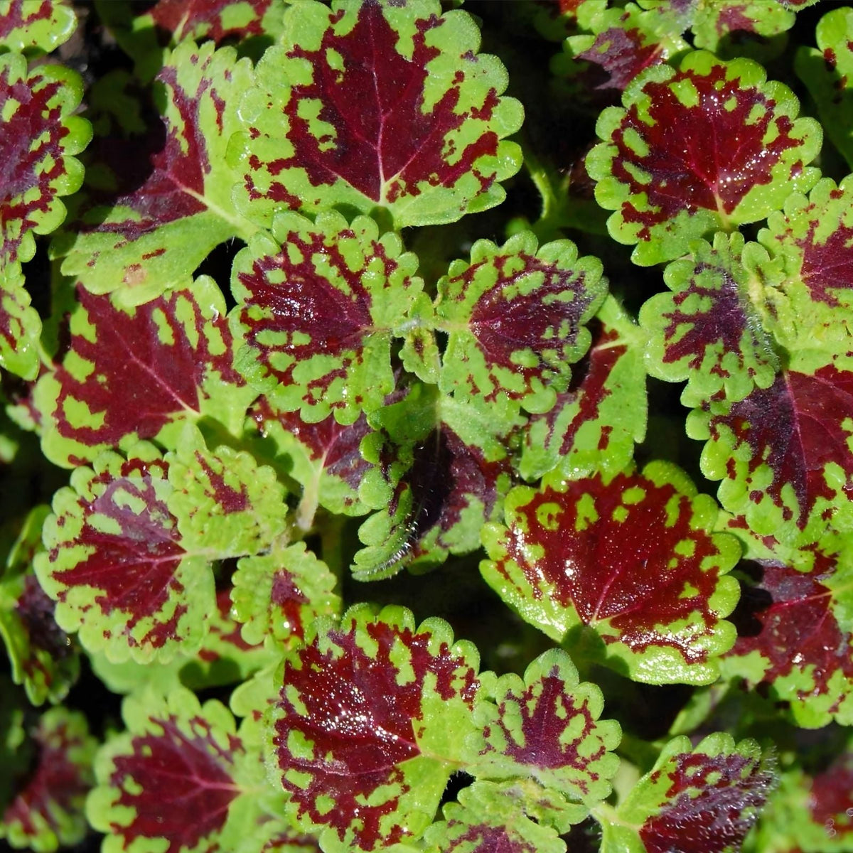 Coleus Starter Plant - Indian Summer - Vibrant Ornamental Foliage - Live Rooted - Indoor and Outdoor Gardening