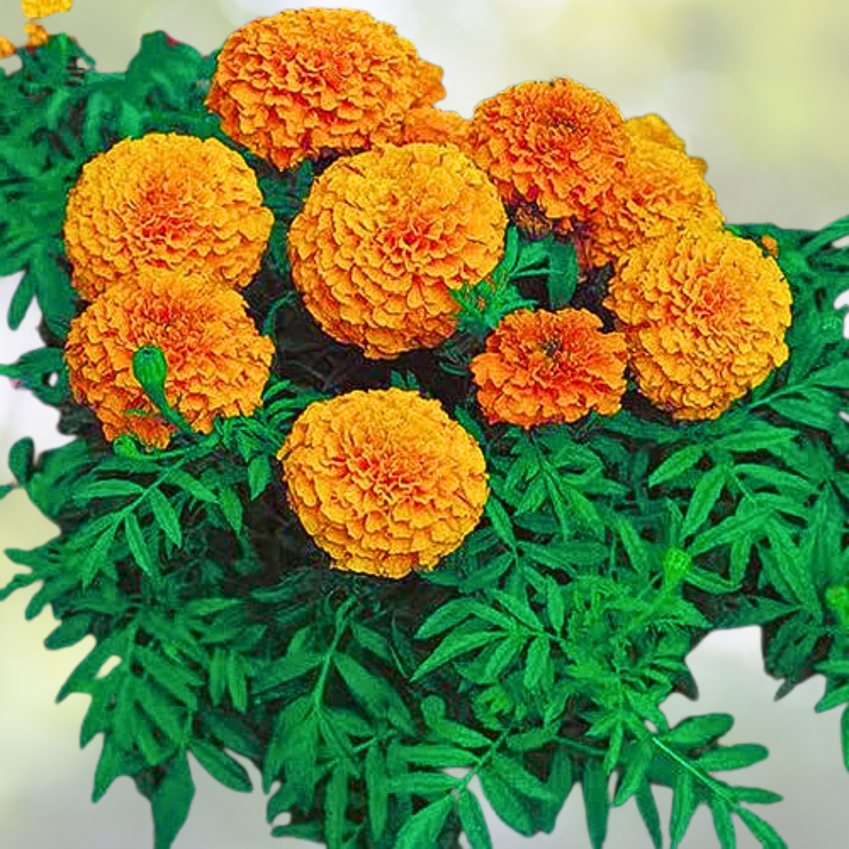 African Marigold Seeds - Mandarin Orange Double - Non-GMO - 100 Count - Tagetes erecta