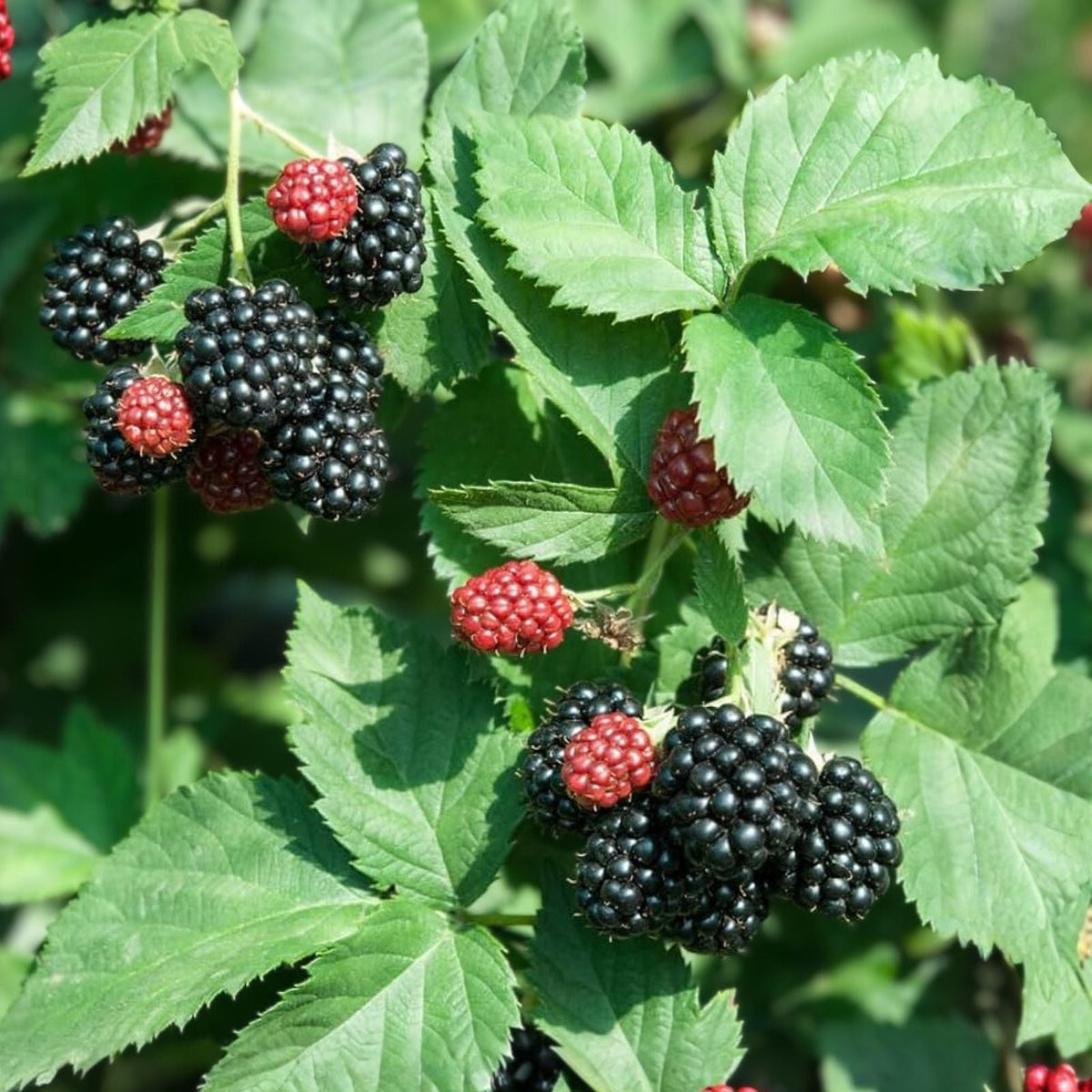Thornless Blackberry Plant - Bare Root - Apache Variety - Rubus fruticosus - Fruit Starter Plant for Gardens