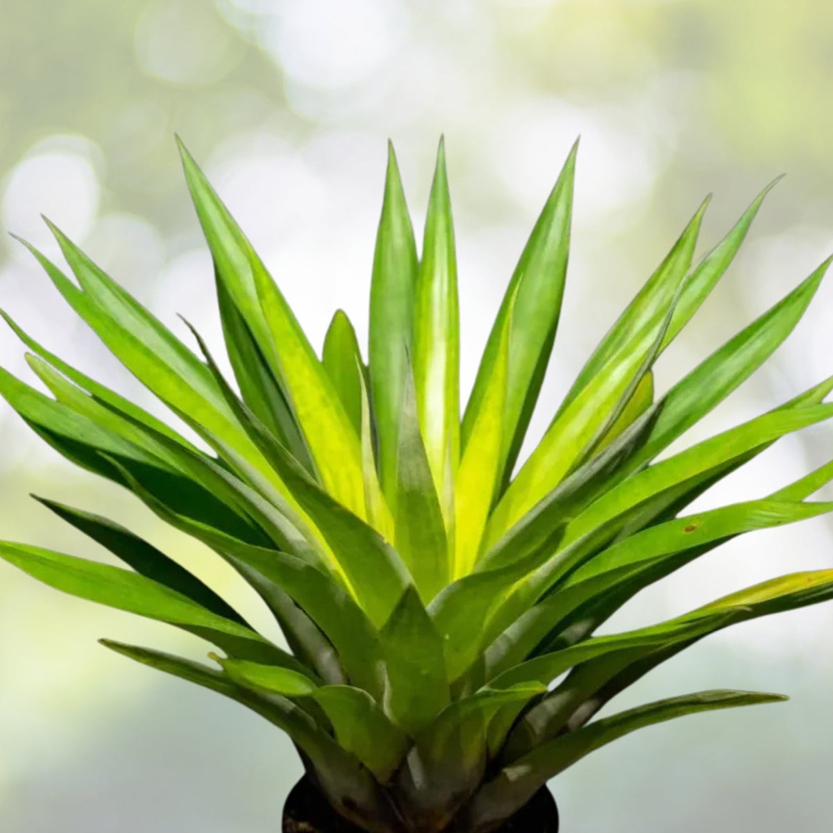 Bromeliad Plant in 6" Pot, Tillandsia Oerstediana, Tropical Indoor Houseplant, Air Plant Variety for Home Decor