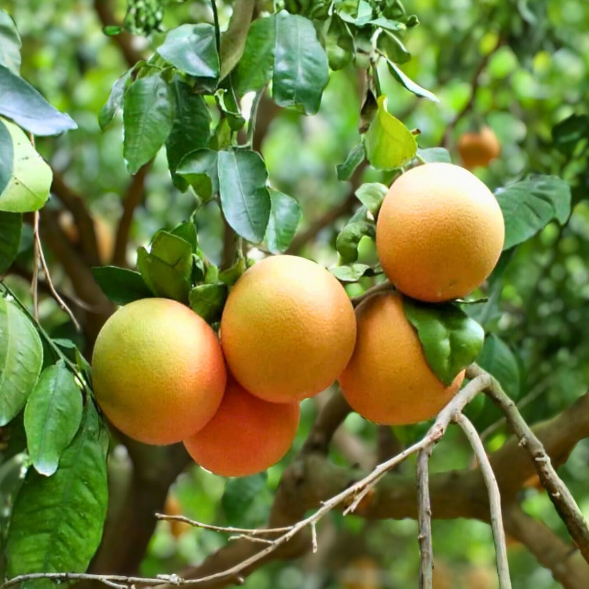 Grafted Pumelo Tree 1-2 Feet, Hirado Variety, Potted Citrus Plant, Citrus Maxima - Tropical Fruit Tree for Home Garden