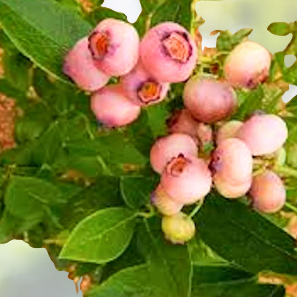Pink Popcorn Blueberry Plant Plug - 5 Pack - Vaccinium corymbosum - Pink Berries, Compact Bush, Self-Pollinating, Edible