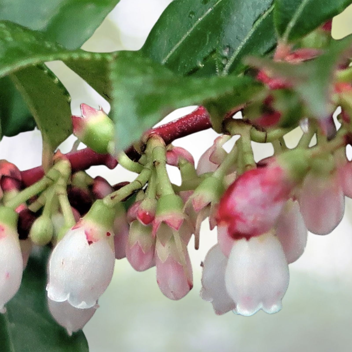 Evergreen Huckleberry Seeds - 50+ Seeds - Vaccinium ovatum - Edible Fruit Plant - Free U.S. Shipping
