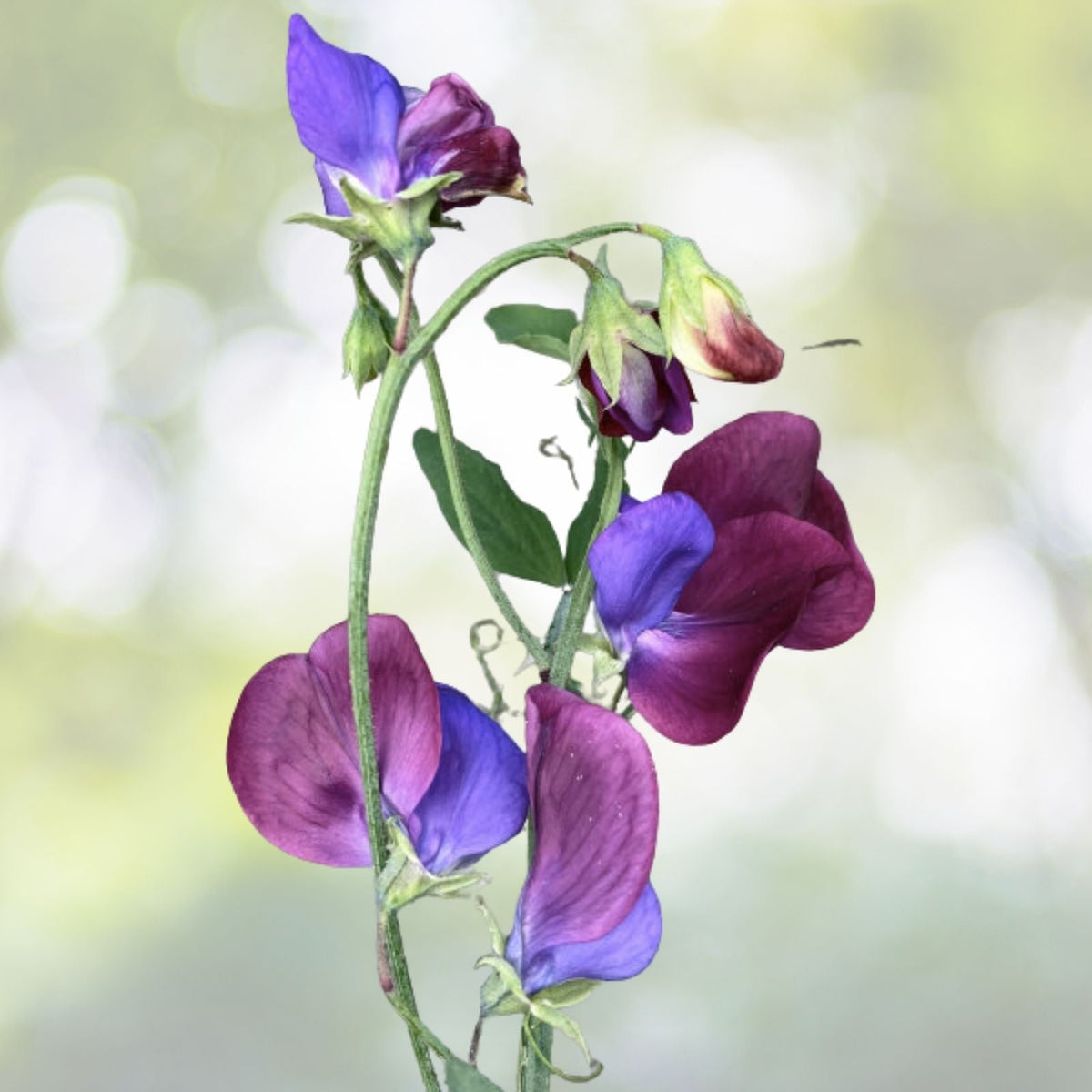Dwarf Sweet Pea Seeds - 20+ BIJOU Royal Mix Heirloom Wildflowers - Lathyrus odoratus