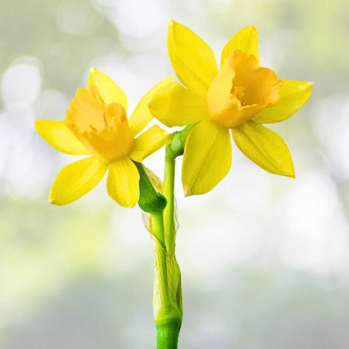 Wild Daffodil Bulbs - 25 Pack, Spring Blooms, Lent Lily, Narcissus pseudonarcissus, Hardy in Zones 3–10