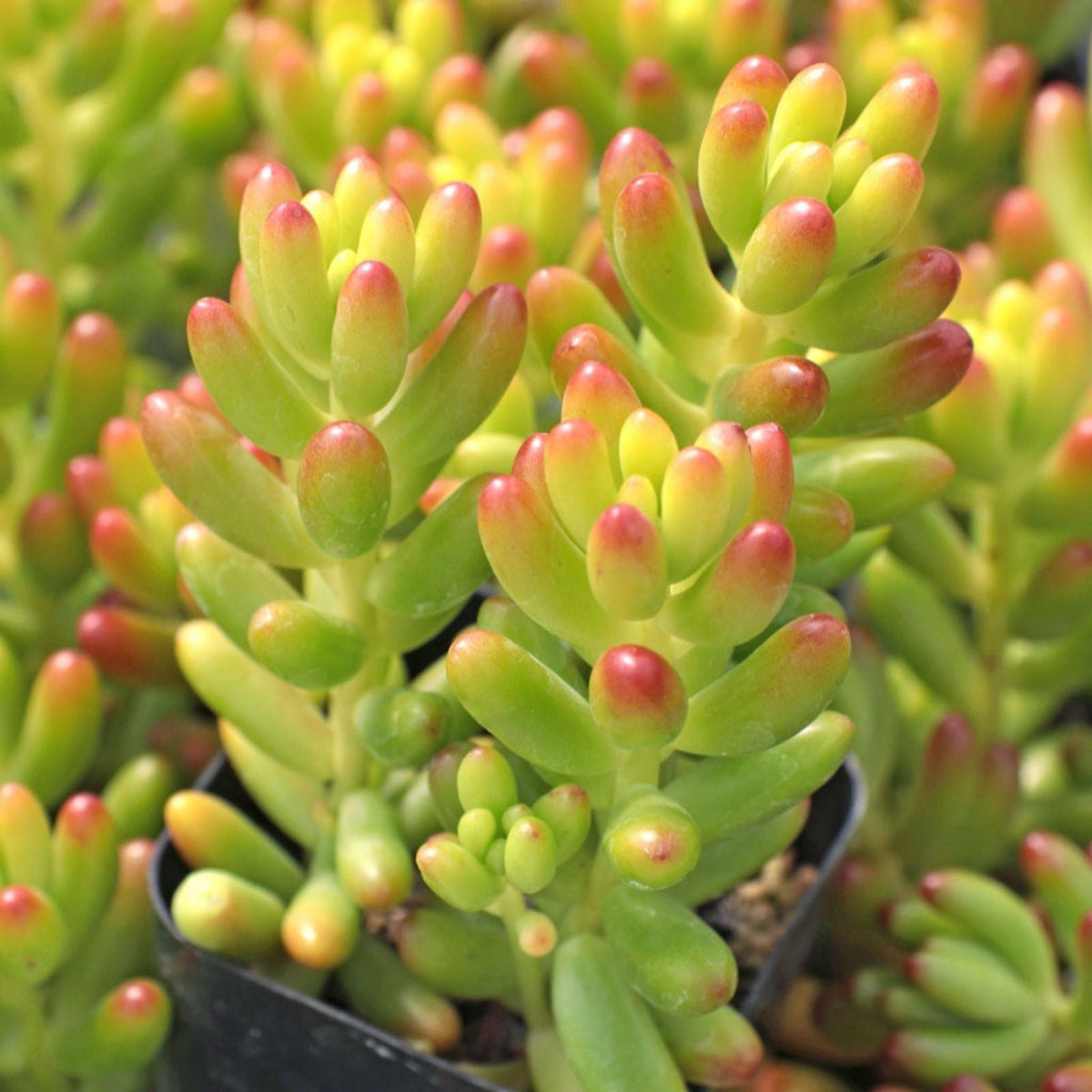 Rare Sedum Rubrotinctum Jelly Bean Succulent Cutting | Unrooted Live Plant | Healthy Houseplant | Green and Red Foliage