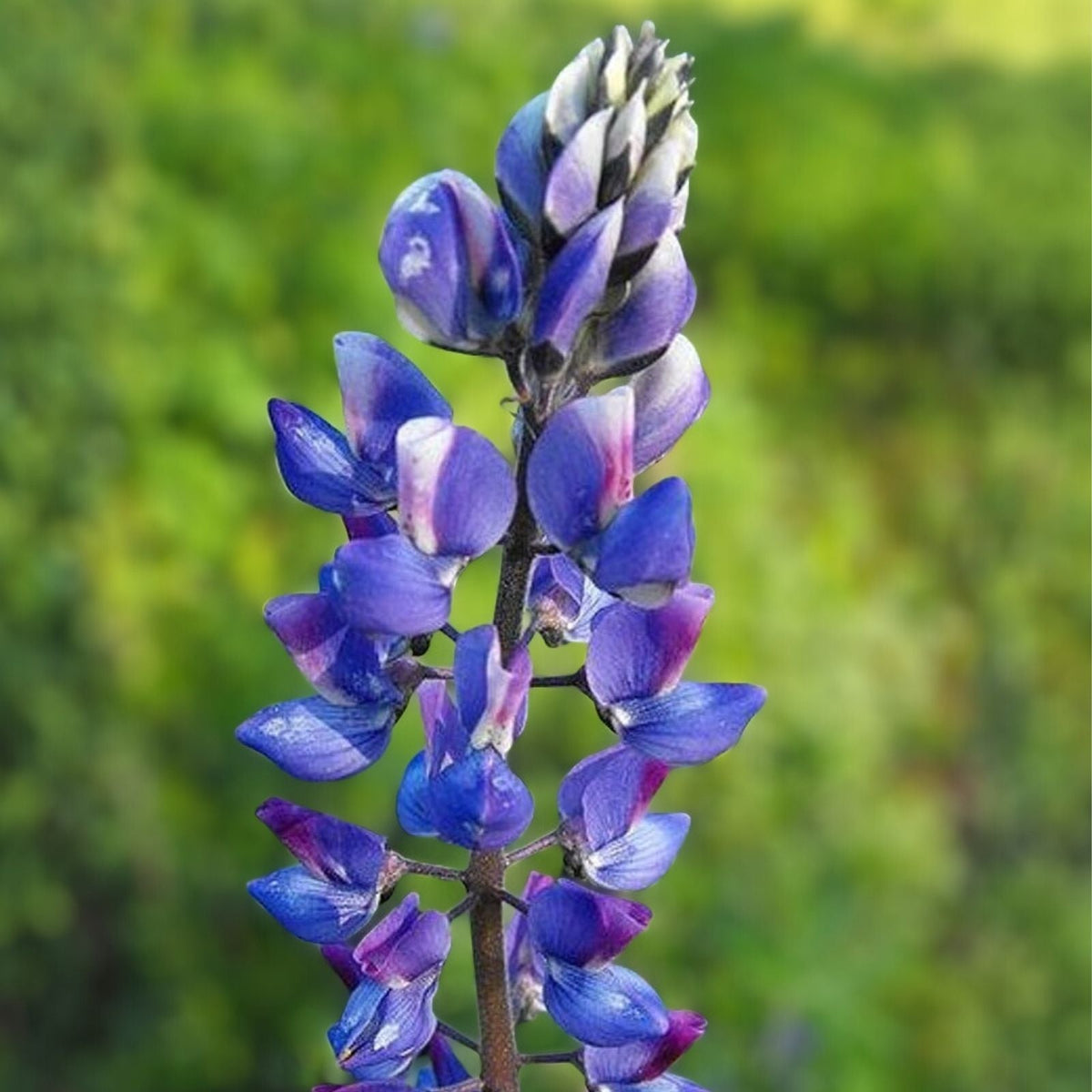 Arroyo Lupine Seeds 500 Count - Purple Flowers - Lupinus succulentus - Wildflower Seeds for Garden & Landscaping