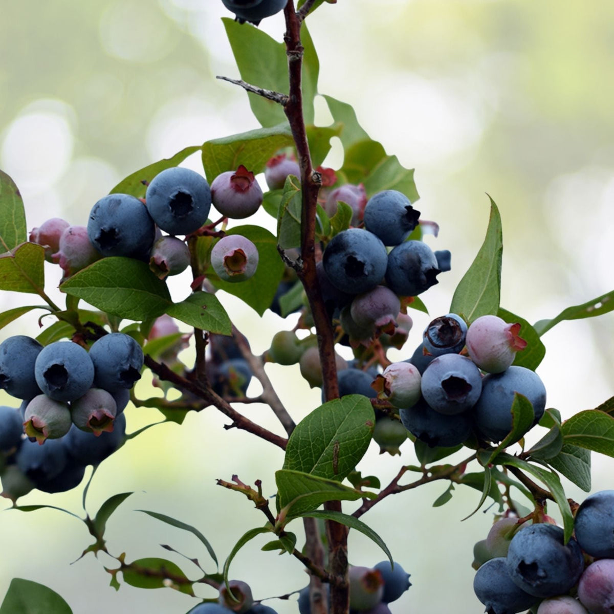 Blueberry Plants - 29+ Disease-Free Varieties - State Lab Tested - Vaccinium corymbosum