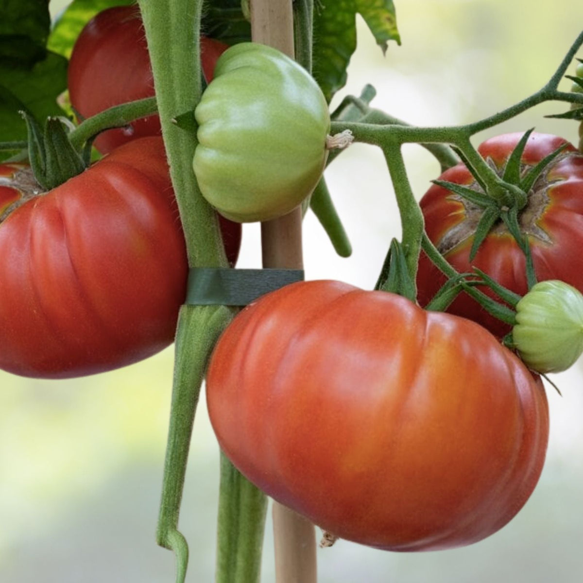 Beefsteak Tomato Seeds | Heirloom NON-GMO | Solanum lycopersicum | Fresh Vegetable Seeds for Home Gardening