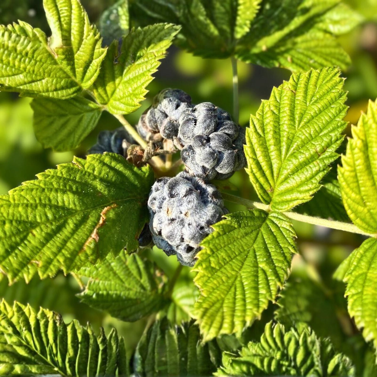 Black Raspberry Plant Starter - 3 Bare Roots - Mysore Rubus Niveus - Edible Fruit for USDA Zones 9-11 - Year-Round Production
