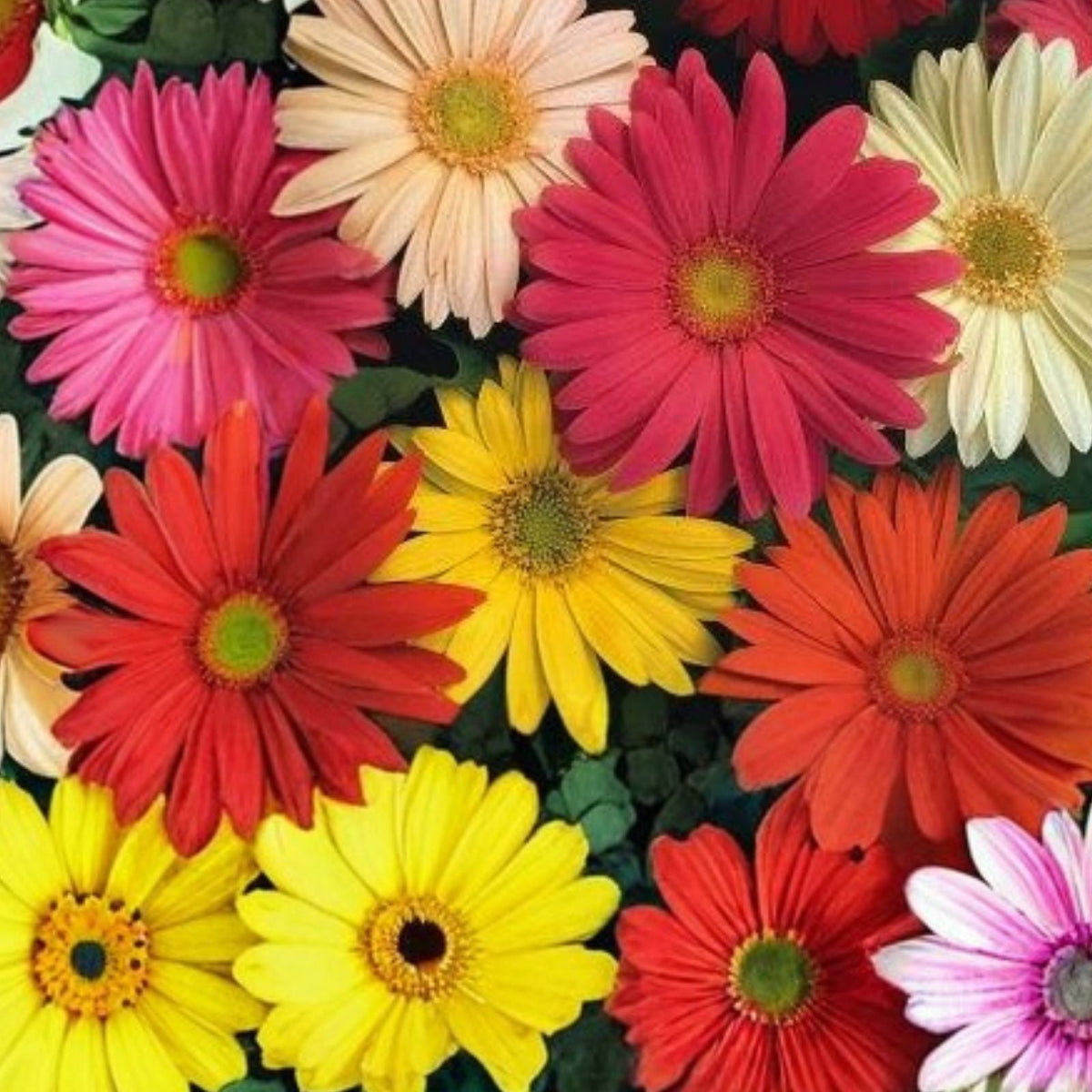 Gerbera Daisy Seeds 50+ Seeds Colorful Annual Flower Seeds for Flower Beds Gerbera jamesonii