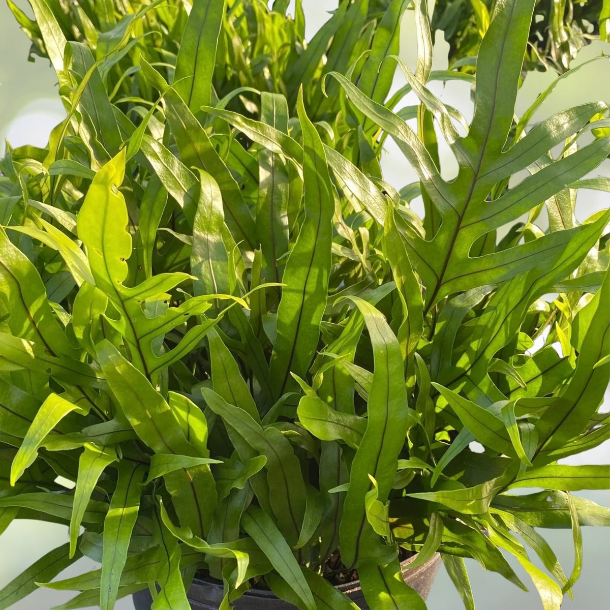 Wart Fern 6" Plant - Hardy Green Fern with Wart-like Growths - Asplenium scolopendrium for Indoor and Outdoor Gardens