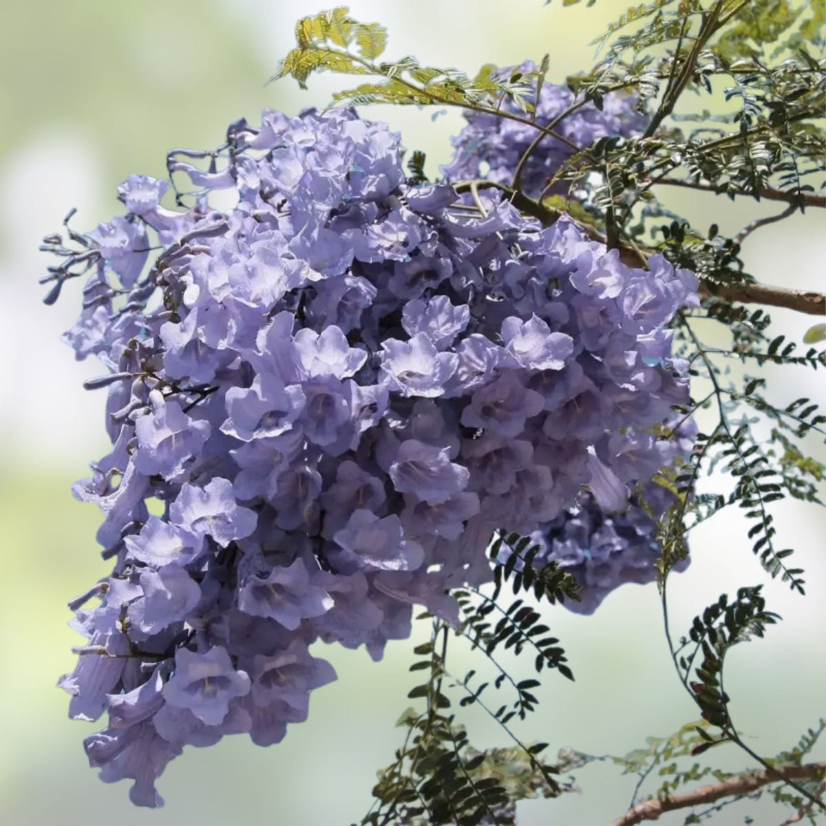 Purple Jacaranda Seeds 40 Count, Fast Growing Flowering Tree, Jacaranda mimosifolia, Ornamental Garden Tree Seeds