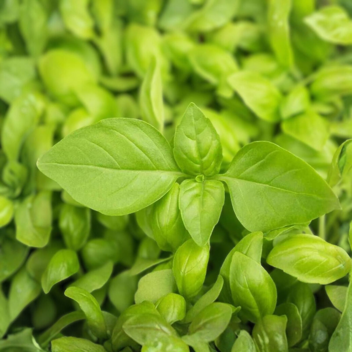 Lemon Basil Seeds - 100 Count Non-GMO Herb Seeds - Culinary Basil (Ocimum basilicum) - Fresh Lemon Flavor
