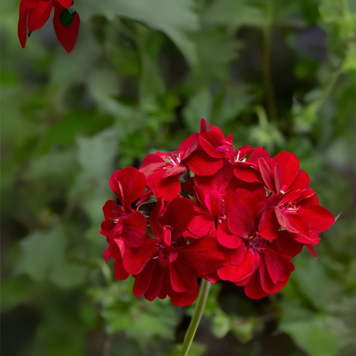 Rose Red Citronella Peltatum Ivy Geranium Live Plant - 3 X 6" Fresh Cuttings, Pelargonium peltatum