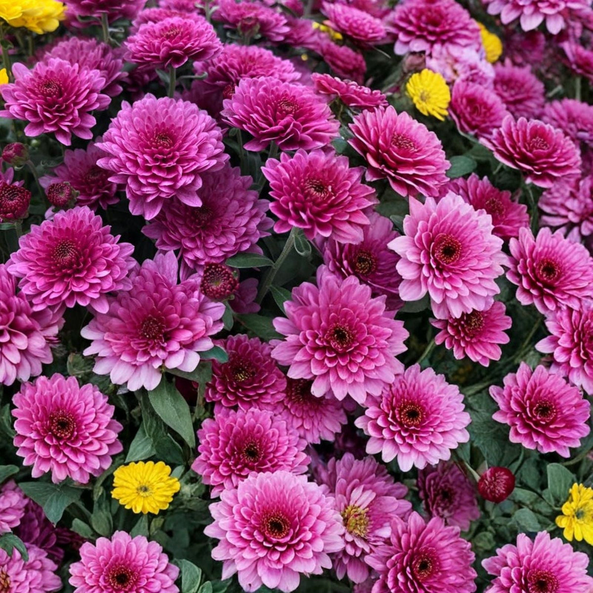 Chrysanthemum Seeds 200+ Ayslee Pink Mum Annual Flower Seeds for Gardens Borders Chrysanthemum Indicum