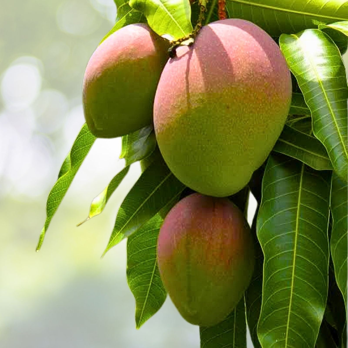 Grafted Mango Live Plant 3G Pot Karen Michelle Mangifera indica - No Shipping to California